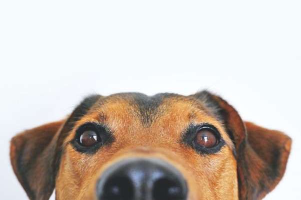 Tips to Remove Pet Odour