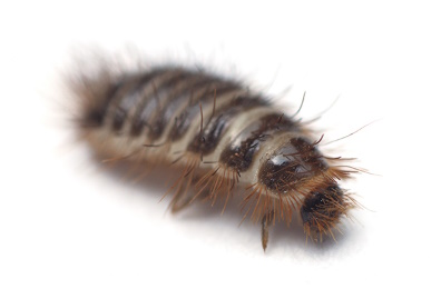 Australian Carpet Beetle Larvae
