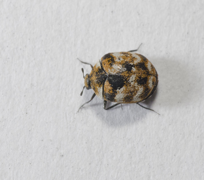 The Australian Carpet Beetle