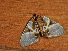 Carpet Moths