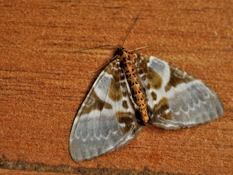 Carpet Moths