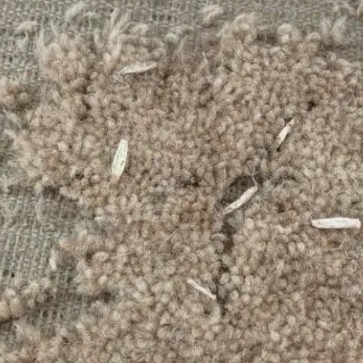 carpet moth eggs and larvae