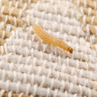 carpet moth larvae treatment